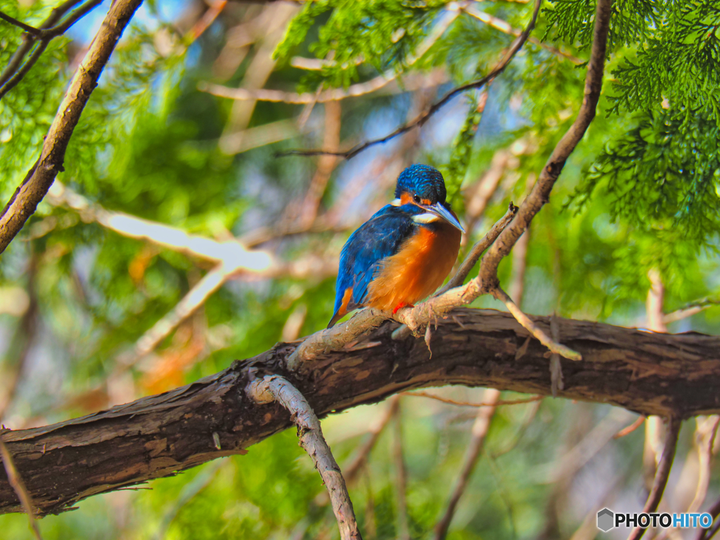 2021-12-25_栃木県 井頭公園-4