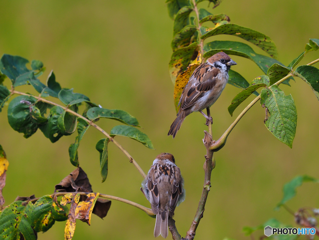 2021-09-25_大内宿-4