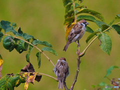 2021-09-25_大内宿-4