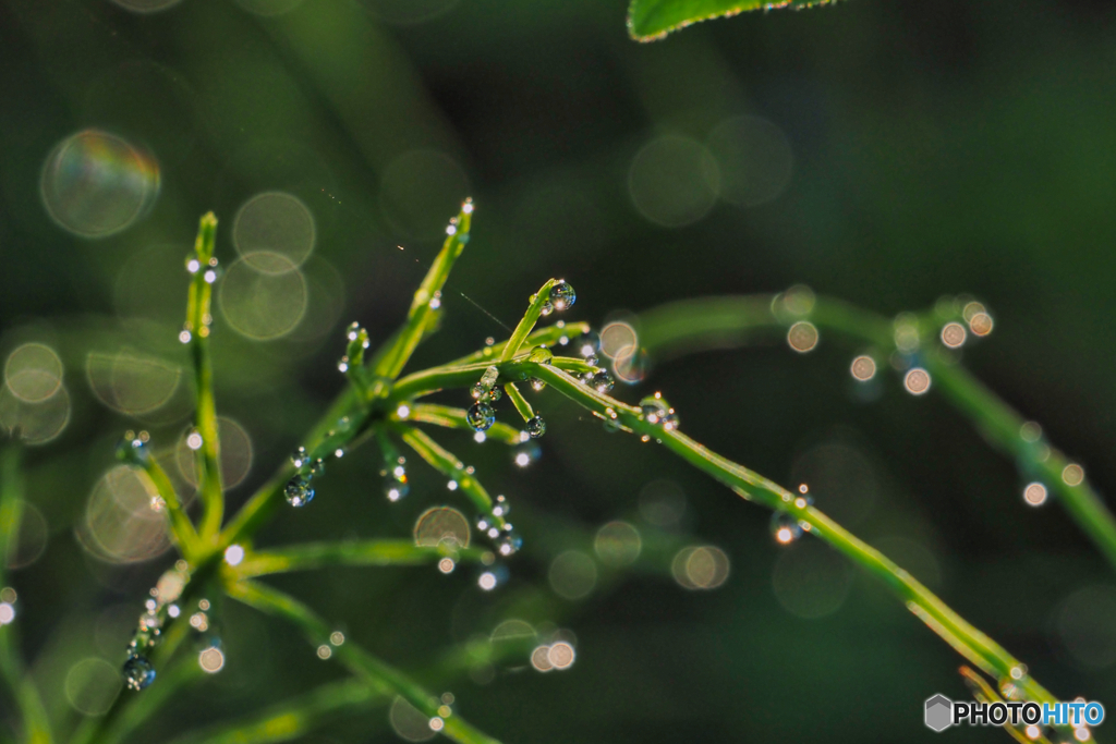 2021-05-01_朝散歩-1