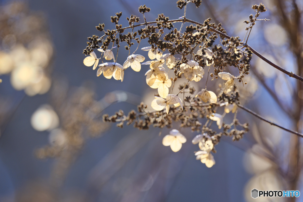 2023-02-11_栃木県 井頭公園-1