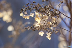 2023-02-11_栃木県 井頭公園-1