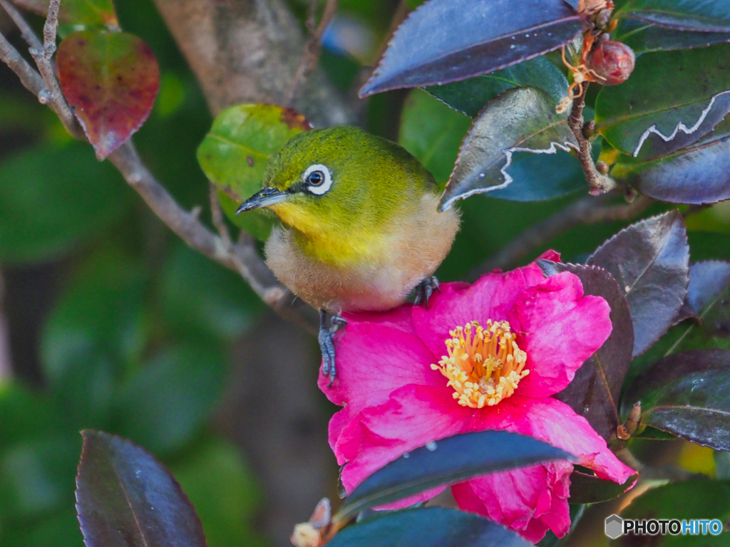 2021-01-31_野鳥(10)