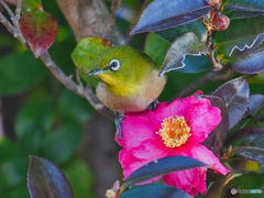 2021-01-31_野鳥(10)