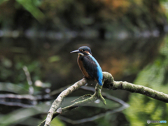 2022-07-17_栃木県 井頭公園-2