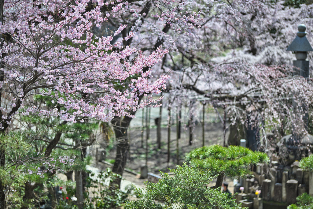 2025-03-30_祥雲寺のしだれ桜