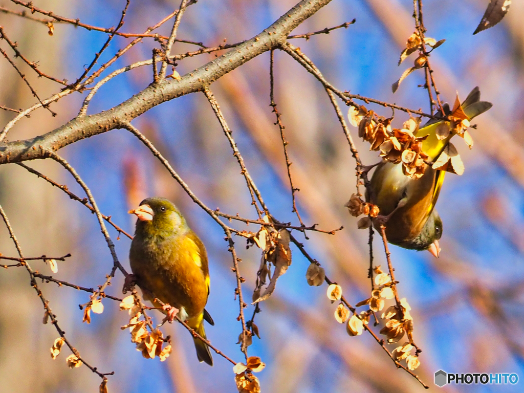 2021-01-16_野鳥(1)_栃木県中央公園