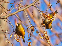 2021-01-16_野鳥(1)_栃木県中央公園