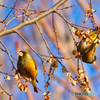 2021-01-16_野鳥(1)_栃木県中央公園