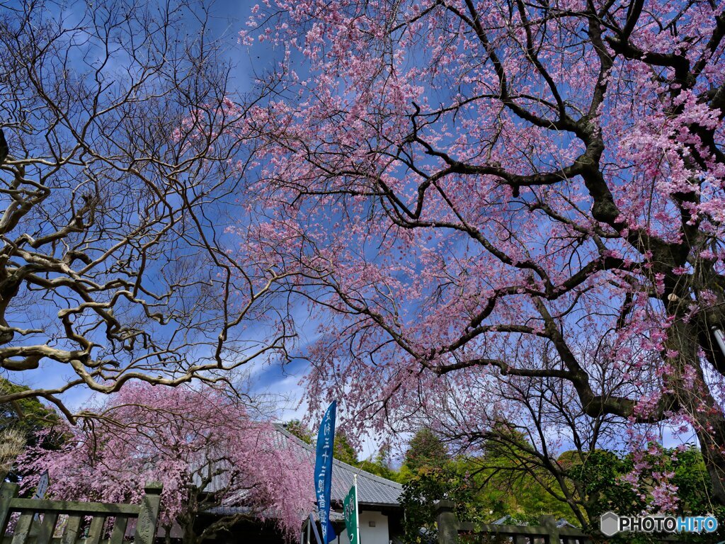 2022-03-27_福厳寺(足利市)-1