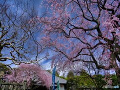 2022-03-27_福厳寺(足利市)-1