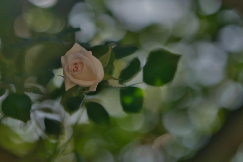 2020_井頭公園バラ園(1)