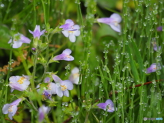 2021-04-28_朝散歩-2