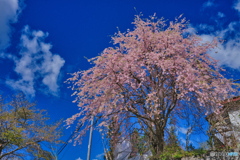 2021-05-02_桜-1