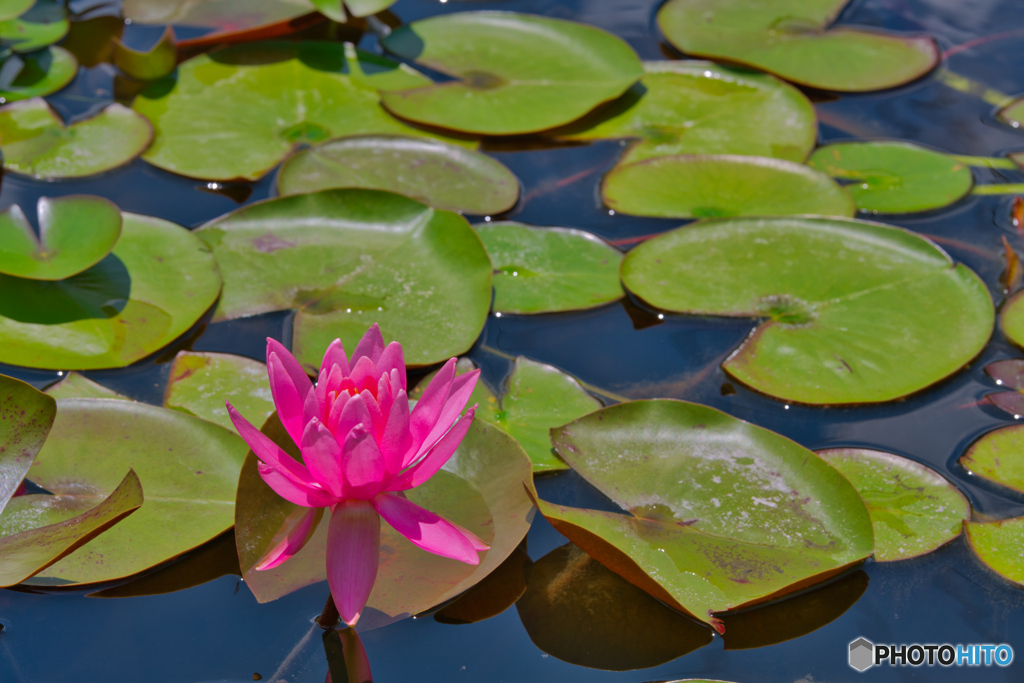 2020-06_白山神社付近国道400号道沿い(4)