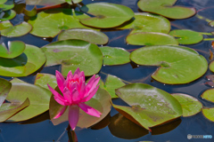 2020-06_白山神社付近国道400号道沿い(4)