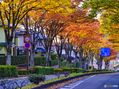2021-11-04_朝散歩-2