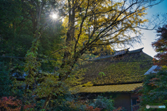 2020-11-14_イチョウ