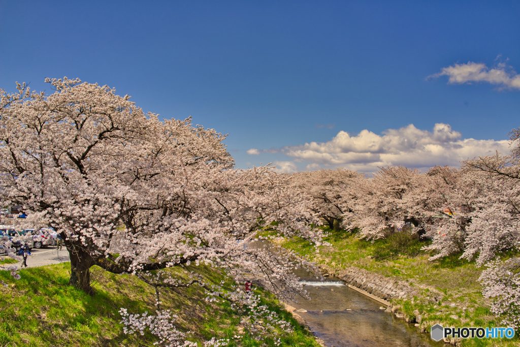 2020-04-11_藤田川ふれあい桜-1