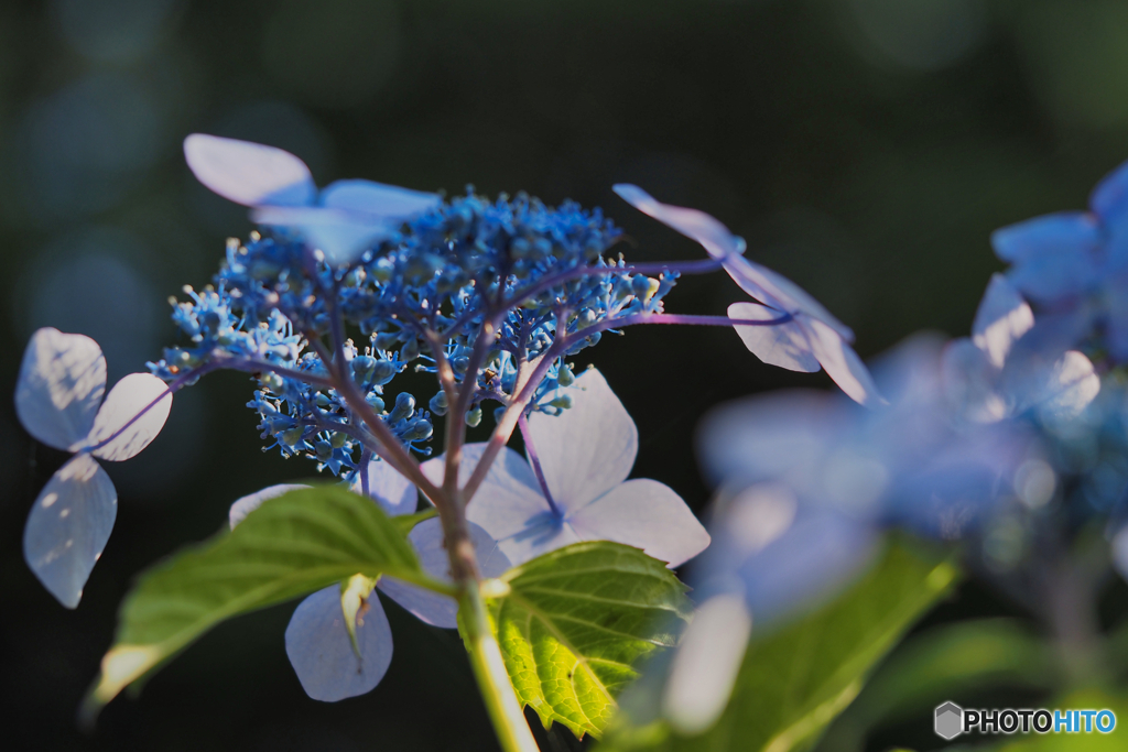 2021-06-09_アジサイ-3