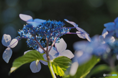 2021-06-09_アジサイ-3