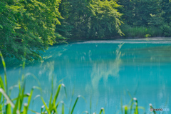 2020-06-21_五色沼_青沼(2)