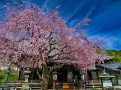 2022-03-27_福厳寺(足利市)-1