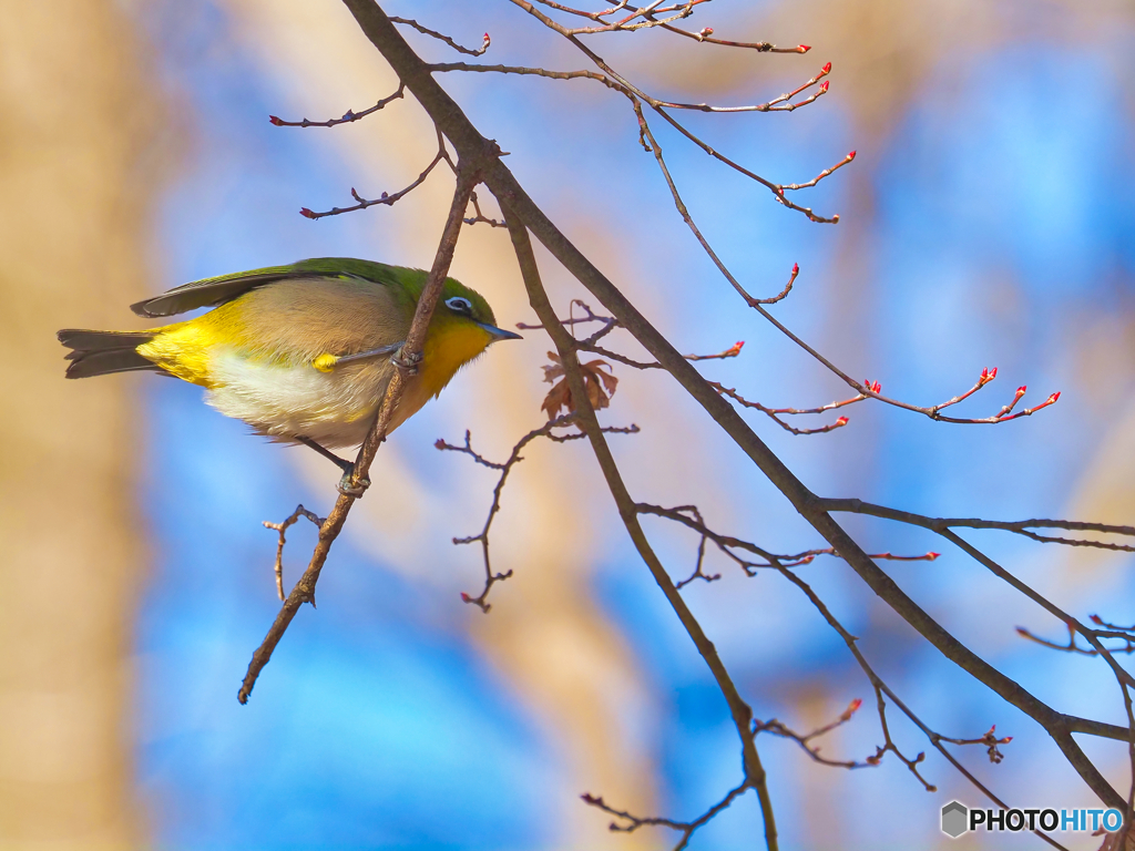 2022-01-05_栃木県 井頭公園-4