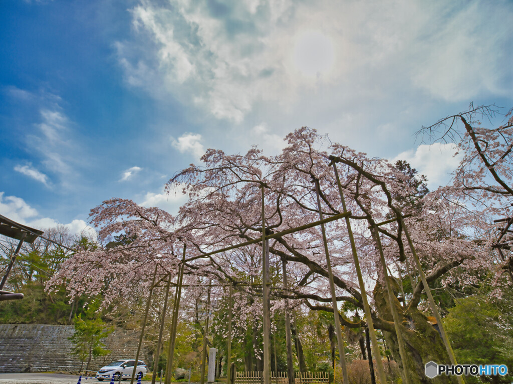 2022-03-30_祥雲寺のしだれ桜-2