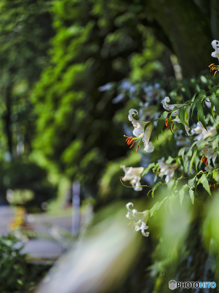 2022-07-23_日光田母沢 御用邸記念公園