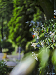 2022-07-23_日光田母沢 御用邸記念公園