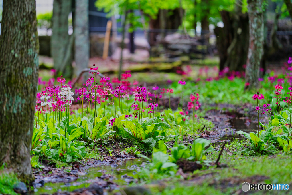 2021-06-06_龍頭ノ滝駐車場より-2