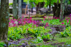 2021-06-06_龍頭ノ滝駐車場より-2