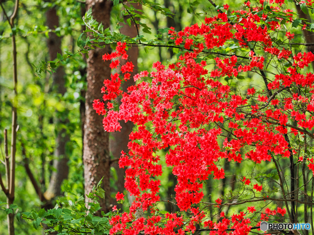 2021-05-09_日光散歩-3