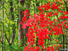 2021-05-09_日光散歩-3