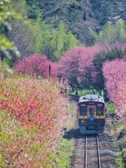 2025-04-12_わたらせ渓谷鐵道-1