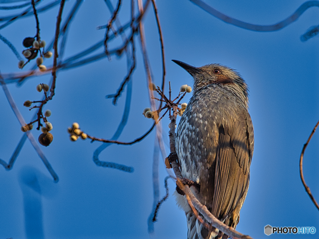 2020-12-30_長岡公園(1)