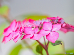 2021-06-05_アジサイ-2