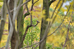 2023-11-12_長岡公園-3