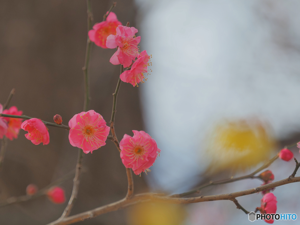 2022-02-05_祥雲寺-3(宇都宮)