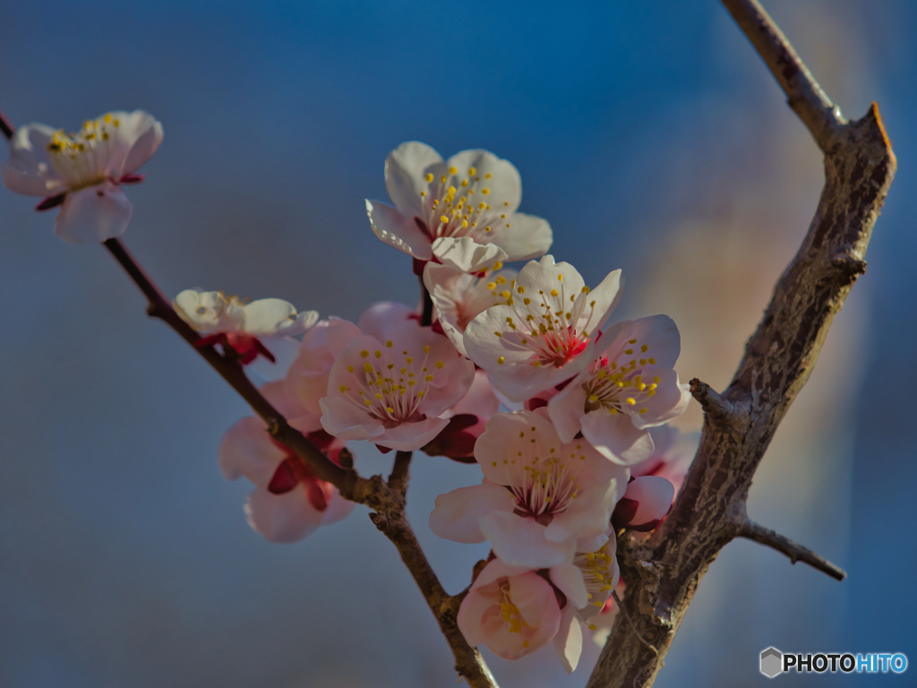 2021-02-28_筑波山梅林(6)