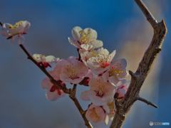 2021-02-28_筑波山梅林(6)