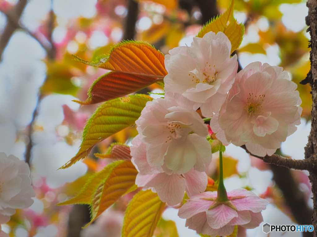 2021-04-04_近くの公園(4)