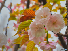 2021-04-04_近くの公園(4)