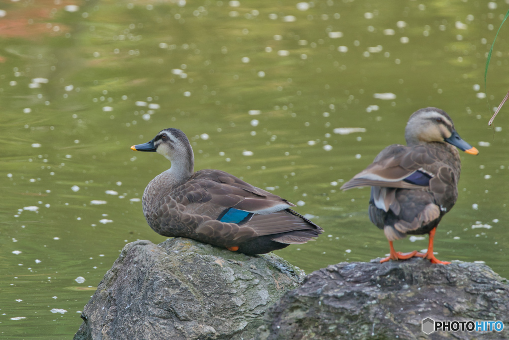 2020-08-10_試し撮り(1)
