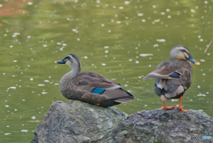 2020-08-10_試し撮り(1)