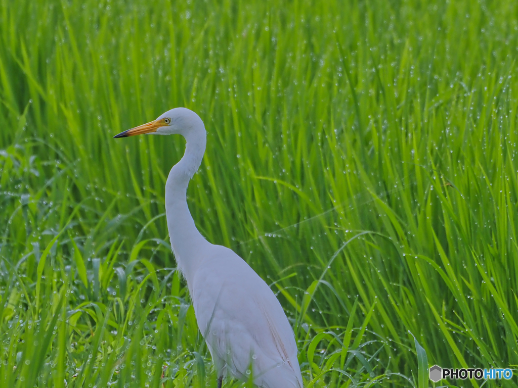 2021-07-11_道沿いで