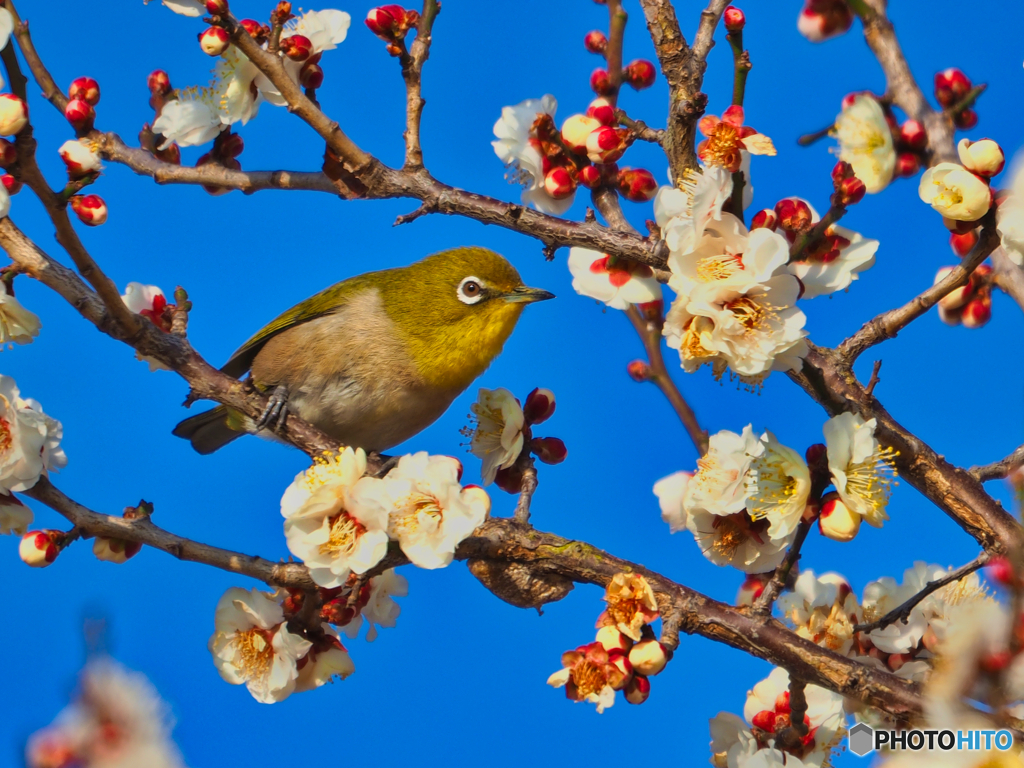 2021-02-13_野鳥(9)