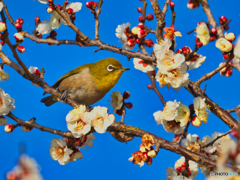 2021-02-13_野鳥(9)