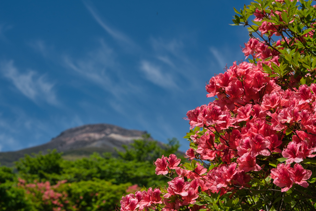 2020_八幡ツツジ群落(3)